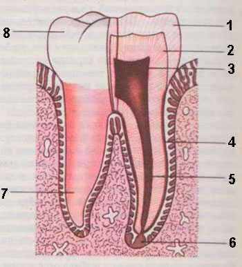Рассосался корень зуба. Рассасывание корня молочных зуба. Корень молочного зуба рассасывается. Молочный жевательный зуб корень.